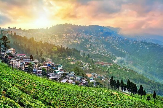 Darjeeling Discovery